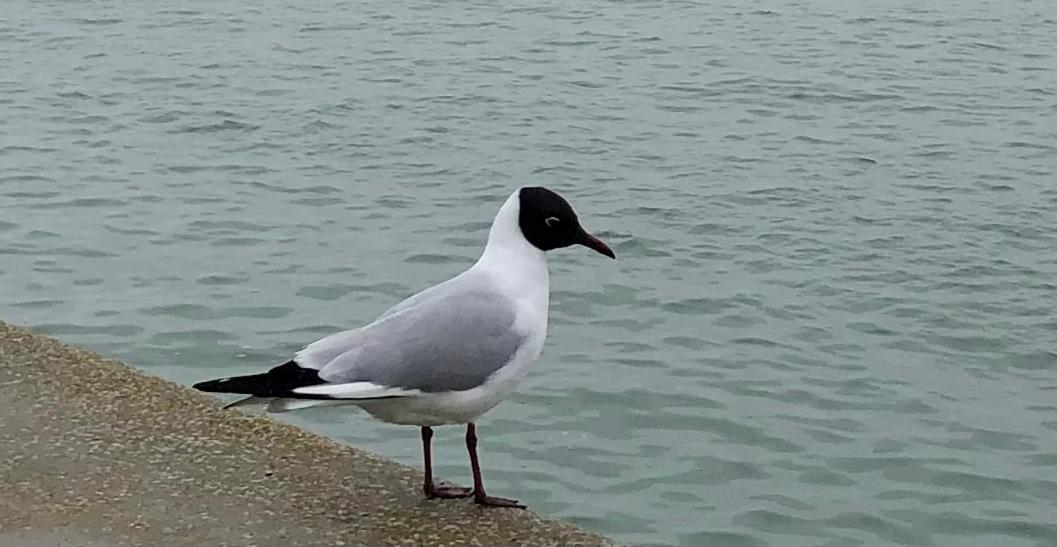 Nuit Insolite Sur Un Voilier Au Coeur De La Rochelle La Rochelle  Exterior foto